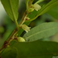 Rinorea decora (Trimen) Melch.